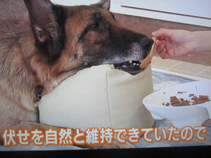 Meal Support Cushion for Older Dogs – Large – New Japanese Invention Featured on NHK TV!