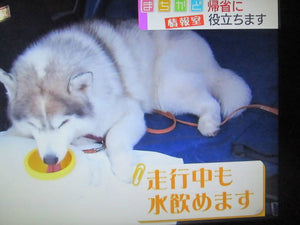 OFT “No Spill” Car Water Dispenser for Dogs – Utilizing Atmospheric Pressure – New Japanese Invention Featured on NHK TV!
