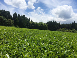 Hamasa Shoten Organic Kagoshima Sencha Green Tea 200g – Shipped Directly from Japan